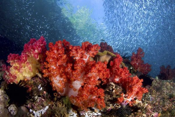 Baitfish swim past coral, Papua, Indonesia